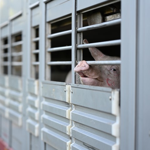 Ein Schwein guckt aus einem Transportwagen, der zugesperrt ist.