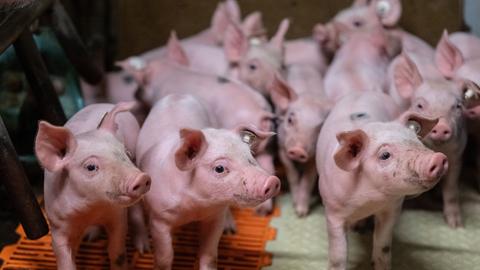 Mehrere Ferkel in einem Schweinestall