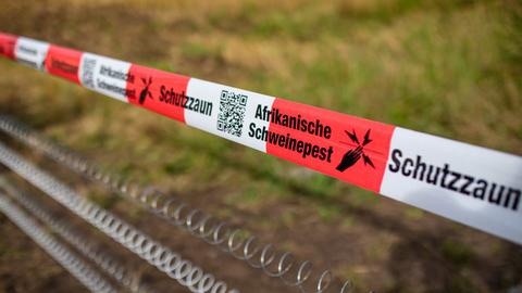 Ein Absperrband mit der Aufschrift „Afrikanische Schweinepest“ hängt über einem Elektro-Schutzzaun.