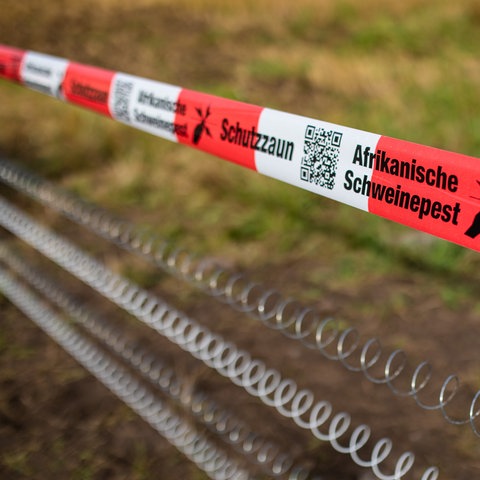 Ein Absperrband mit der Aufschrift „Afrikanische Schweinepest“ hängt über einem Elektro-Schutzzaun.