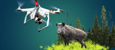 Collage: Vor blau-grünem Hintergrund ist ein freigestelltes Wildschwein mit einem Stückchen Wald dahinter platziert. Daneben schwebt eine ebenfalls freigestellte (ausgeschnitte) Drohne.