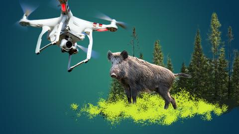 Collage: Vor blau-grünem Hintergrund ist ein freigestelltes Wildschwein mit einem Stückchen Wald dahinter platziert. Daneben schwebt eine ebenfalls freigestellte (ausgeschnitte) Drohne.