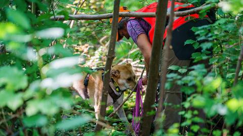 Ein Kadaverspürhund sucht eine Geruchsprobe.