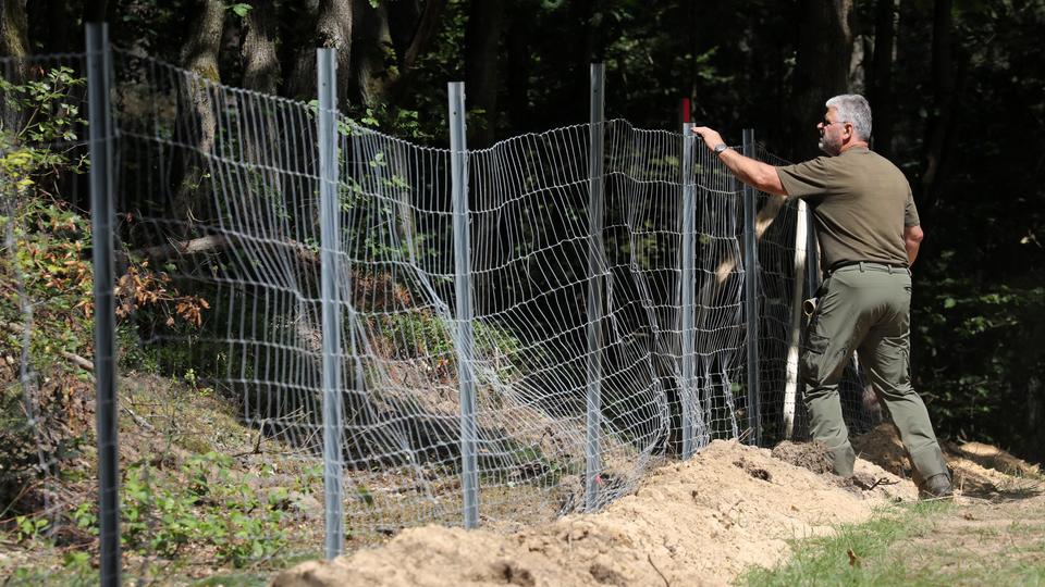 50 Kilometer langer Zaun soll Schweinepest in Südhessen eindämmen