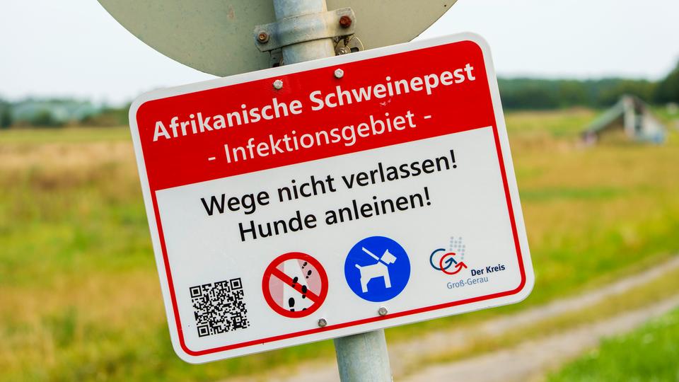 Ein Hinweisschild "Afrikanische Schweinepest - Infektionsgebiet" wurde in der Nähe eines betroffenen Betriebes aufgestellt.