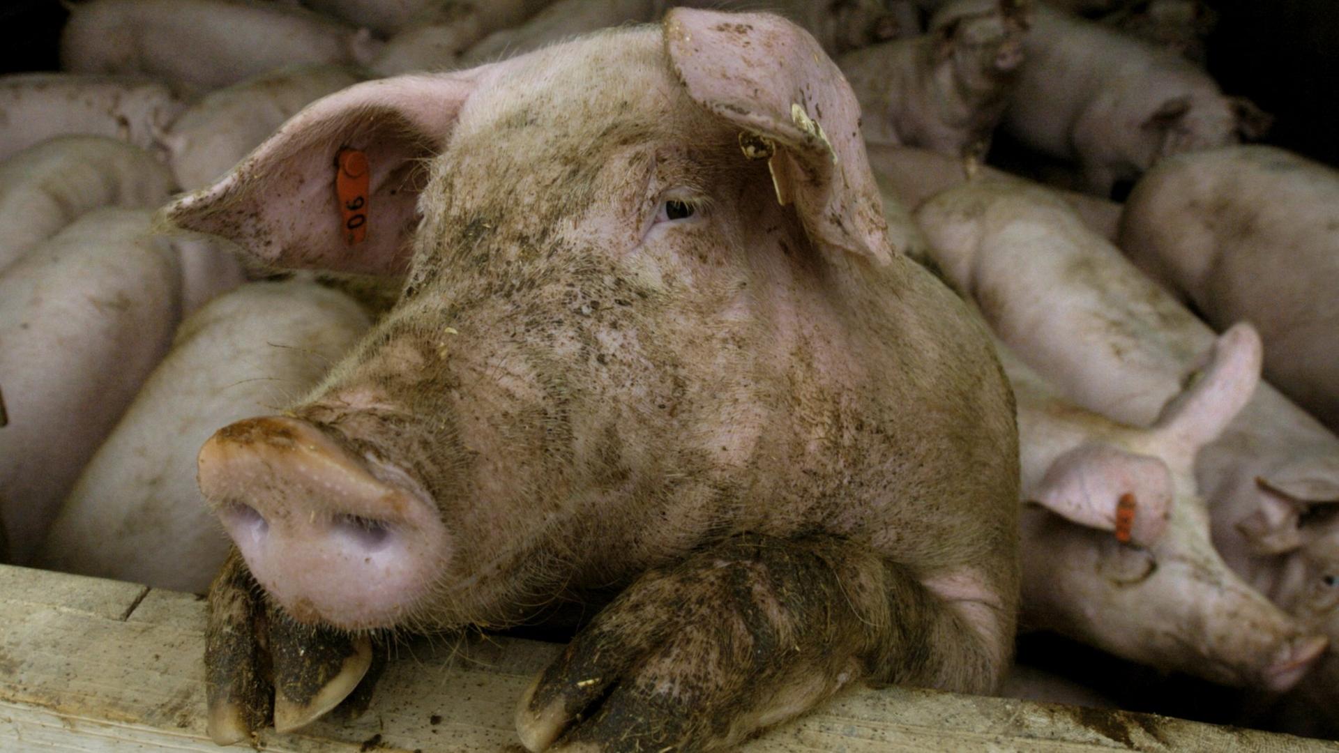 Afrikanische-Schweinepest-in-Hessen-Das-Wichtigste-zum-Virus
