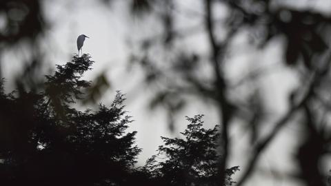 Silberreiher sitzt auf einem Baum, Hintergrund ist unscharf zu sehen