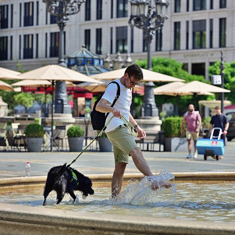 Ein Mann ist mit seinem Hund bei der Hitze in der Stadt in den Brunnen vor der alten Oper in Frankfurt gestiegen und kühlt sich ab.