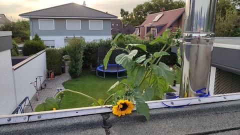 Eine riesige Sonnenblume steht in einem Garten.