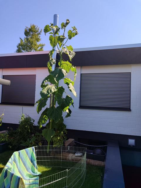 Eine riesige Sonnenblume steht in einem Garten.