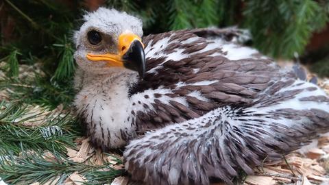 Ein junger Steppenadler im Nationalpark Kellerwald Edersee.