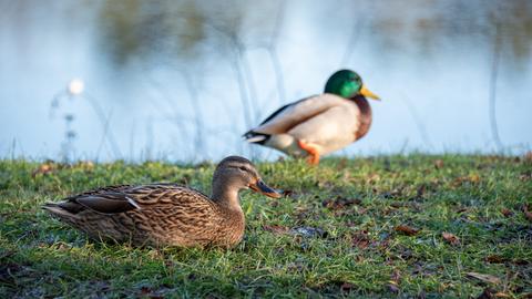 Eine weibliche und eine männliche Stockente sitzen im Gras am Ufer eines Flusses.