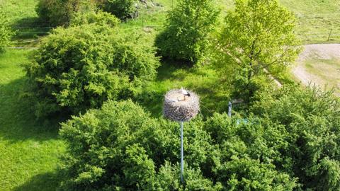 Störche sitzen im Nest auf dem Masten. 