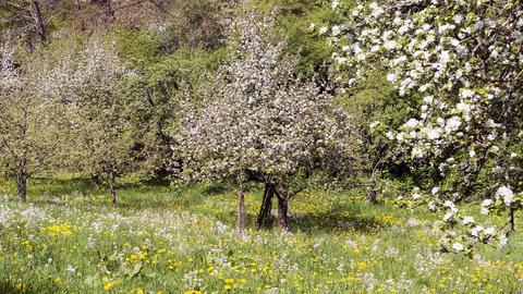 Wilde Streuobstwiese mit Bäumen, die in voller Blüte stehen.