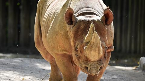 Nashorn-Bulle Taco aus dem Kölner Zoo