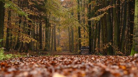 Laub liegt in einem Waldstück bei Schmitten am Boden.