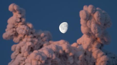 Schneebedeckte Baumwipfel im Taunus mit dem leuchtenden Mond im Hintergrund