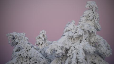 Nahaufnahme eines schneebedeckten Baumwipfels im Taunus