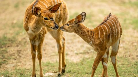 Nachwuchs bei den Tiefland-Nyalas im Opel-Zoo