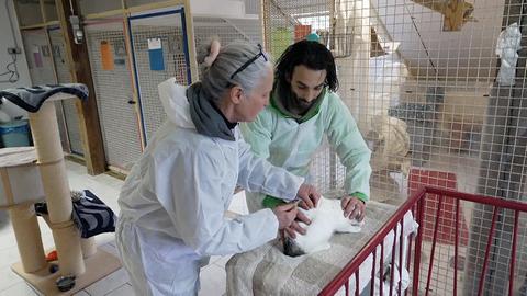 Zwei Personen in Schutzanzügen behandeln eine Katze auf einem Tisch, der mit einem Handtuch bedeckt ist. Die Umgebung sieht wie ein Tierheim oder eine Tierklinik aus, mit Käfigen im Hintergrund. Im Vordergrund steht ein Kratzbaum.