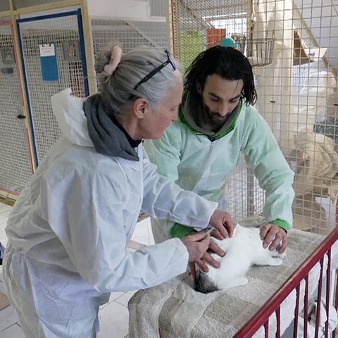 Zwei Personen in Schutzanzügen behandeln eine Katze auf einem Tisch, der mit einem Handtuch bedeckt ist. Die Umgebung sieht wie ein Tierheim oder eine Tierklinik aus, mit Käfigen im Hintergrund. Im Vordergrund steht ein Kratzbaum.