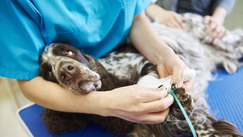 Auf einem Beahndlungstisch liegender Hund wird von einer Tierarzthelferin gehalten