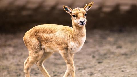 Die kleine Antilope blickt in die Kamera und läuft durch ein Freiluftgehege.