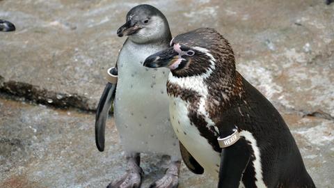 Zwei Humboldt-Pinguine im Zoo Frankfurt