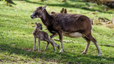 Das Jungtier mit seiner Mutter auf einer Wiese.