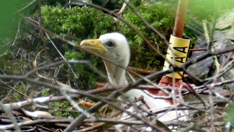 Bildergalerie Fotoalbum Tierbabys Hessen Hessenschau De Panorama