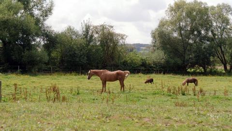 Zwei Pferde stehen auf einer großen Wiese.