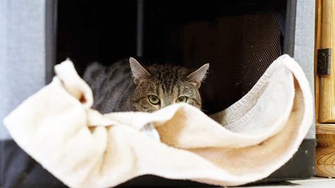 Eine getigerte Katze liegt in einem schwarzen Katzenkorb und schaut mit aufgestellten Ohren über ein cremefarbenes Handtuch hinweg. Der Korb befindet sich in einem Raum mit hellem Boden und einer Holzwand auf der rechten Seite.