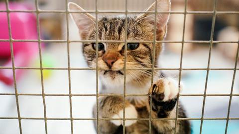 Eine Katze hinter Gittern