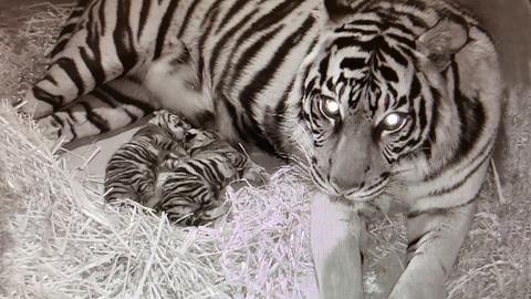 Zwei Tiger-Babys liegen mit dem Muttertier in einer Wurfbox auf Stroh; Schwarz-Weiß-Foto einer Nachtsichtkamera mit Zeitstempel vom 21.2.2025