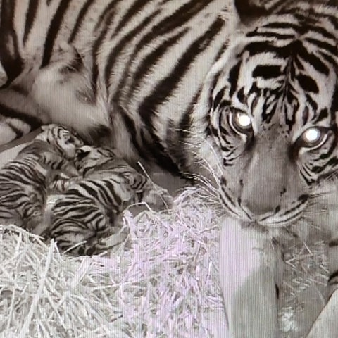 Zwei Tiger-Babys liegen mit dem Muttertier in einer Wurfbox auf Stroh; Schwarz-Weiß-Foto einer Nachtsichtkamera mit Zeitstempel vom 21.2.2025