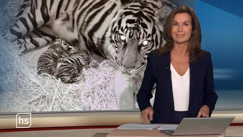 Moderation Claudia Schick steht an Tisch und liest Tiger-Meldung vor