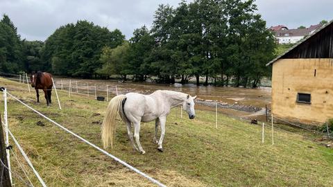 Pferde auf einer Wiese unweit des Hochwassers