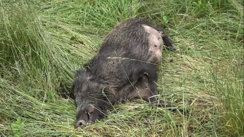 Das Wildschwein kam offenbar bei dem Verkehrsunfall ums Leben.