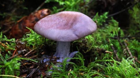 Das Bild zeigt einen violetten Pilz mit Hut auf leicht feuchtem Waldboden.