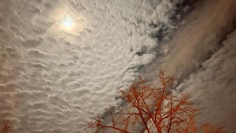 Roter Baum vor dichten weißen Wolken und rot-orangenem Baum, hinter den Wolken ein Vollmond