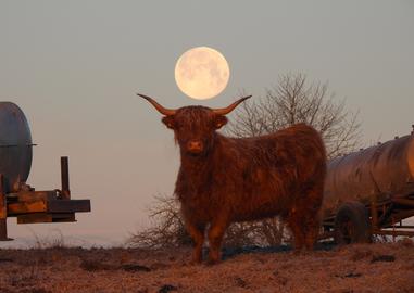 Vollmond über dem Kopf eines Büffels auf einer Wiese.