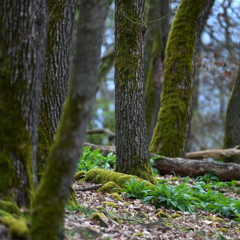 Bemooste Eichen stehen im Nationalpark Kellerwald-Edersee.