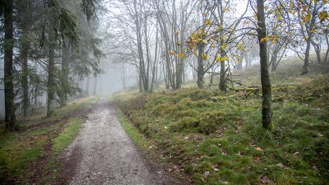 Waldweg und Bäume im Herbst