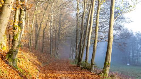 Herbstwald am Sonntag im oberen Weiltal. 