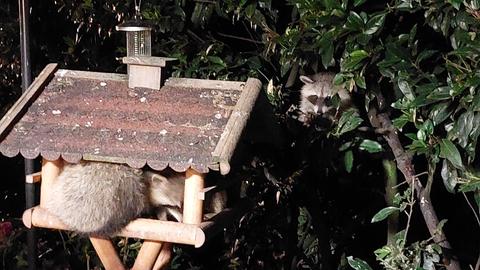 Ein Waschbär hält Wache im Gebüsch, die anderen plündern das Vogelhäuschen. 