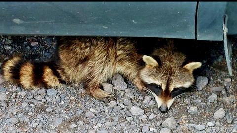 Waschbär, unter einem Auto hervorschauend