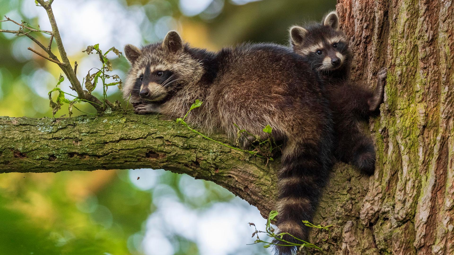 Wie-Sie-Haus-und-Garten-gegen-Waschb-ren-sch-tzen-und-die-Tiere-vertreiben