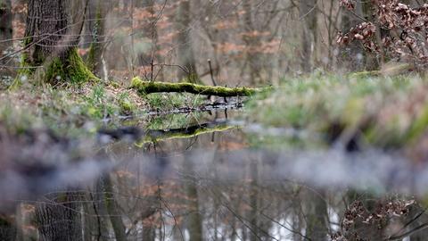Nach regenreichen Wochen haben sich im Unterholz im Königsdorfer Forst Wasserflächen gebildet. 