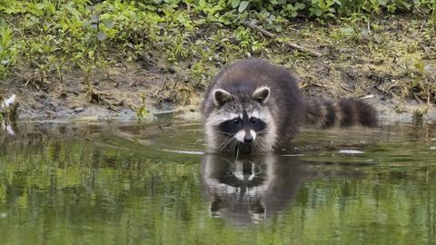 Das Bild zeigt einen Waschbär, der am Rande eines kleinen Sees steht.