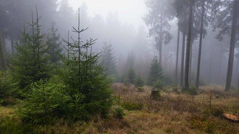 Nebel in einem Wald. 